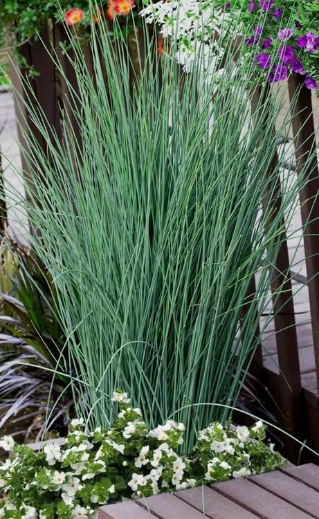 Rush Grass Blue Arrow | Extra Large Gallon Plants | Juncus inflexus | Vibrant Landscape Accent | Hardy Garden Addition