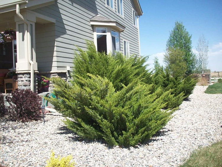 Sea Green Juniper - Live Inch Pots - Juniperus Chinensis - Drought Tolerant Cold Hardy Evergreen Border Screening Plant