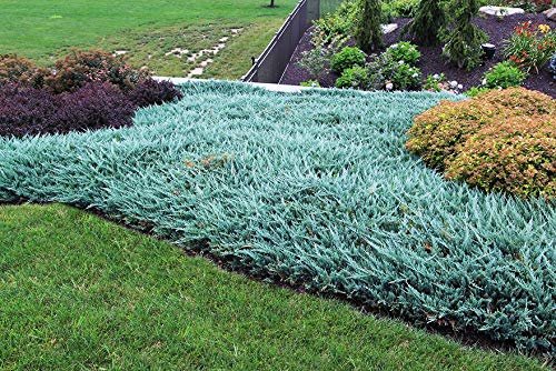 Juniper Blue Chip - Live Gallon Size Plants - Juniperus Horizontalis - Evergreen Cold Hardy Drought Tolerant Groundcover