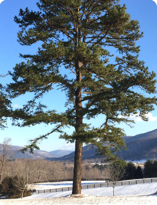 Loblolly Pine Tree | Large Gallon Size Pots | Pinus Taeda | Fast-Growing Evergreen | Shade Tree Plants