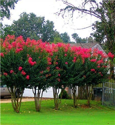 Crape Myrtle Red Rocket | Live Plants | Vivid Scarlet Blooms, Live Plant, Striking Ornamental Shrub for Vibrant Garden Displays