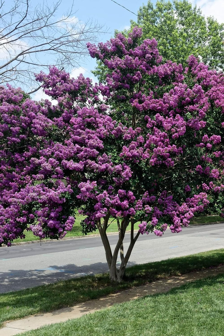 Crape Myrtle Twilight | Extra Large 3 Gallon Plant | Lagerstroemia Indica 'Twilight' | Vibrant Blooms | Drought Tolerant