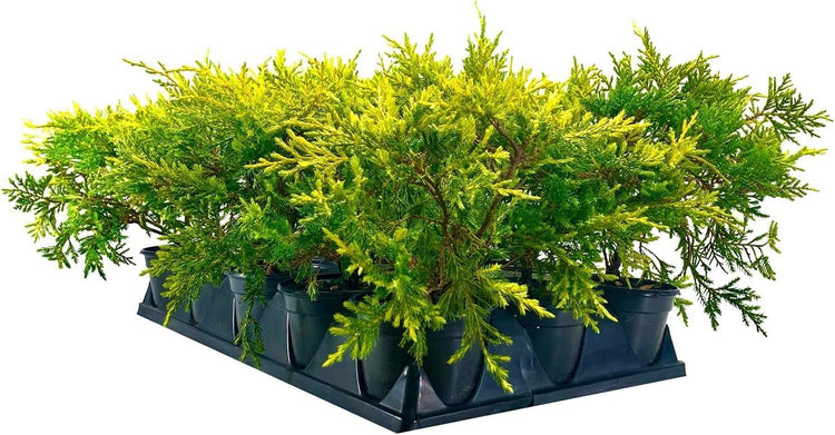 Saybrook Gold Juniper | Live Quart Size Plants | Juniperus Chinensis | Drought Tolerant Cold Hardy Evergreen Groundcover