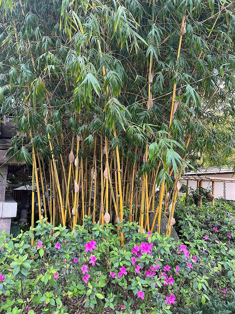 Bambusa Vulgaris Vittata | Live Plant | Golden Hawaiian Bamboo | Beautiful Rare Unique Specimen | Non-Invasive Clumping Bamboo Privacy Screen