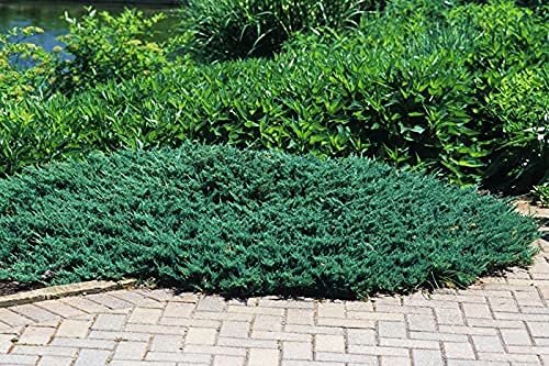 Juniper Blue Chip - Live Gallon Size Plants - Juniperus Horizontalis - Evergreen Cold Hardy Drought Tolerant Groundcover