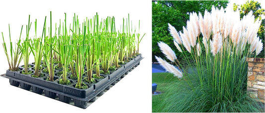 Dwarf Pampas Grass | Live Plants | Cortaderia Selloana Pumila | Compact Low Maintenance Drought Tolerant Ornamental Grass