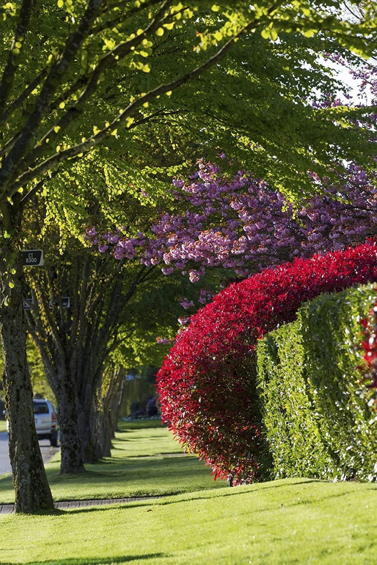 Photinia Red Tip | Extra Large Gallon Plants | Photinia x Fraseri | Evergreen Landscape Hedge Shrub