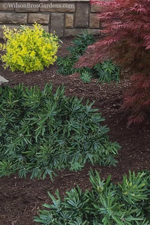 Podocarpus Pringles | Extra Large 3 Gallon Plants | Podocarpus Macrophyllus 'Pringles' | Ideal for Hedges | Low Maintenance Shrub (1 Plant)