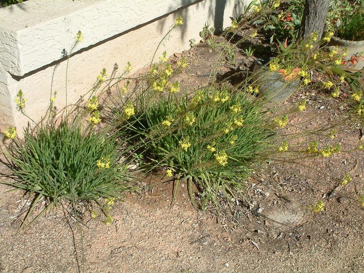 Bulbine Yellow | Live Gallon Size Plants | Bright Yellow Flowering Succulent, Live Plant, Perfect for Sunny Gardens, Drought-Tolerant Landscape Addition