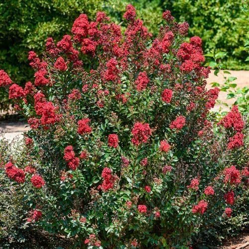 Vibrant Double Feature Red Crape Myrtle | Live Plants | Lagerstroemia Indica 'Double Feature' | Stunning Summer Blooms | Drought Tolerant & Low Maintenance