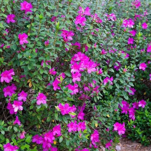 Purple Formosa Azalea | Live Plants | Rhododendron Formosum | Lush Flowering Shrub | Hardy Garden Landscape Accent | Vibrant Spring Blooms