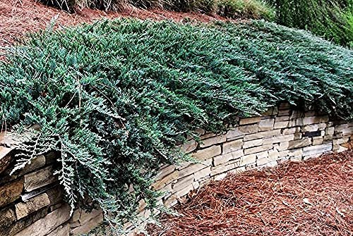 Juniper Blue Chip - Live Gallon Size Plants - Juniperus Horizontalis - Evergreen Cold Hardy Drought Tolerant Groundcover