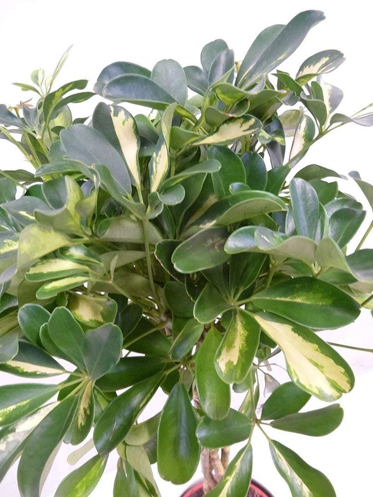 Umbrella Tree - 'Gold Capella' Live Braided Schefflera Arboricola - Florist Quality - Beautiful Indoor Tree - Feet Tall