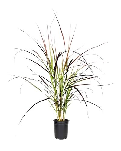 Red Fountain Grass I Large Gallon Size Plants I Pennisetum Setaceum Rubrum I Live Premium Quality, Ornamental Perennial Grass for Eye-Catching Landscaping, Gardens