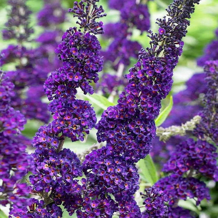 Buddleia Black Knight | Live Gallon Size Plants | Fragrant Butterfly Bush, Attracts Butterflies & Hummingbirds, Drought Tolerant Flowering Shrub