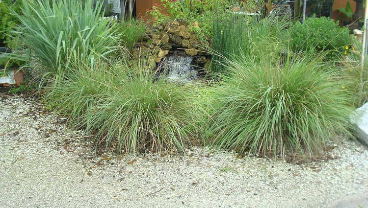 Fakahatchee Grass Dwarf | Extra Large Gallon Plants | Tripsacum dactyloides Dwarf | Lush Garden Texture | Easy Care Feature