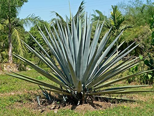 Agave Tequilana | Live Large Size Plants | Blue Weber Tequila Succulent | Drought Tolerant Hardy Ornamental Specimen