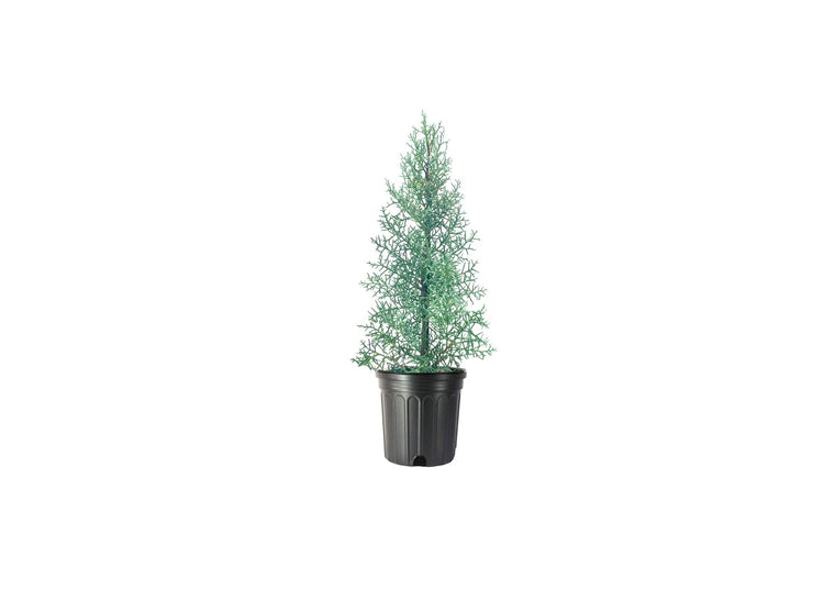 Arizona Blue Ice Cypress | Large Gallon Size Trees | Cupressus Plants | Beautiful Evergreen Low Maintenance Cold Hardy Privacy Screen