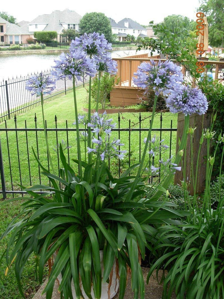 Stunning Agapanthus Africanus 'Lily of The Nile' | Live 2" Plants | Vibrant Blue Blooms | Perfect for Borders | Easy to Grow