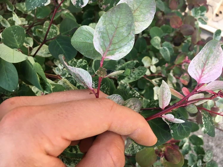 Breynia Disticha Roseopicta Snowbush | Live Plants | Ornamental Shrub, Perfect for Indoor & Outdoor Landscaping | Drought Tolerant, Low-Maintenance, Easy-to-Grow Plant