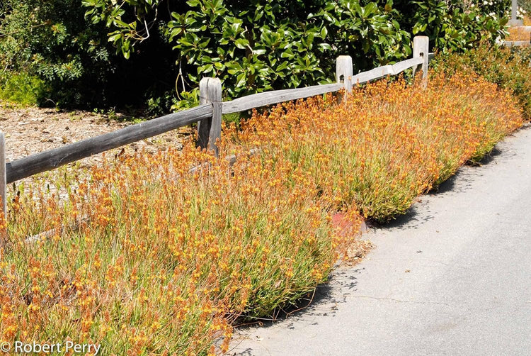 Bulbine Hallmark Orange | Live Gallon Size Plants | Vibrant Orange Blossom Succulent, Live Plant, Easy-Care Perennial for Sunny Gardens, Drought-Tolerant Ground Cover