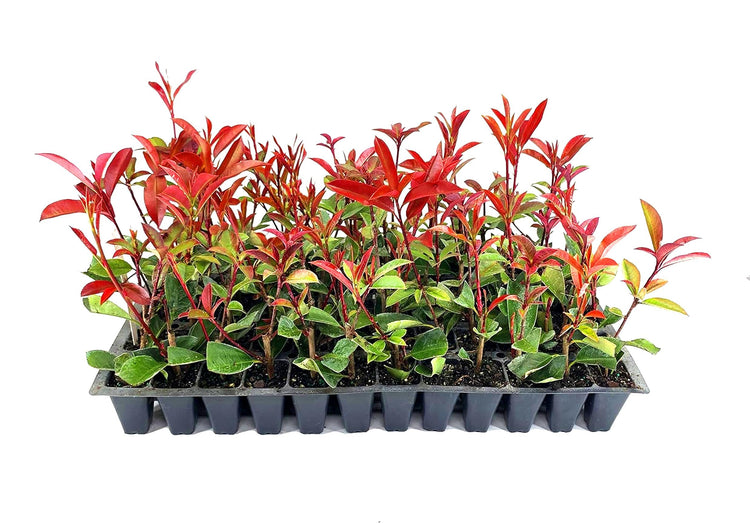 Photinia Red Tip - Live Plants - Photinia x Fraseri - Evergreen Landscape Shrub