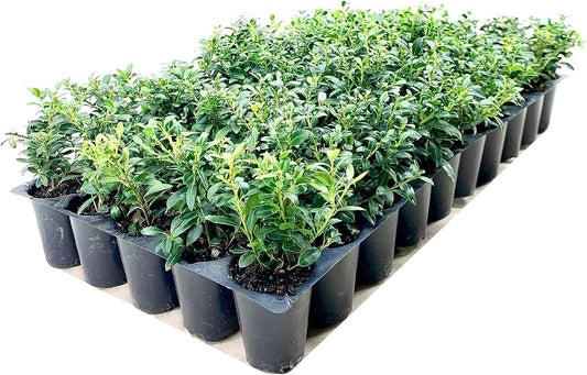 Soft Touch Compact Japanese Holly | Live Plants | Ilex crenata | Low Maintenance Evergreen Shrub