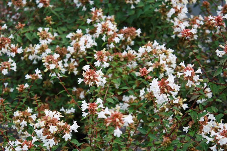 Abelia Chinensis Rose Creek - Live Plants - Flowering Deer Resistant Butterfly Attracting Shrub