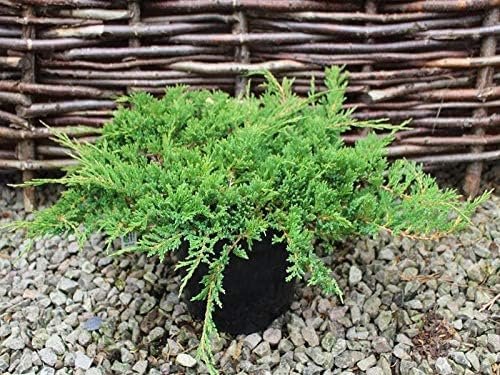 Prince of Wales Juniper | Large Gallon Size Plants | Juniperus horizontalis Prince of Wales | Ideal Ground Cover & Landscape Addition