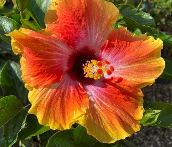 Hibiscus Red & Yellow | Live Plants | Hibiscus Rosa-Sinensis | Vibrant Blooms | Garden Favorites