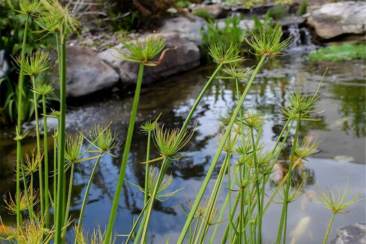 Dwarf Papyrus Plant | Live Plants | Cyperus Shade & Wet Tolerant Aquatic Foliage