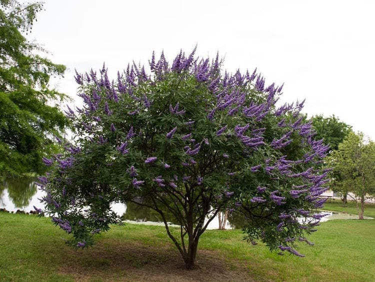 Chaste Tree | Live Seedlings | Texas Lilac Shoal Creek Vitex | Agnus Castus | Purple Flowering Lilac Shrub