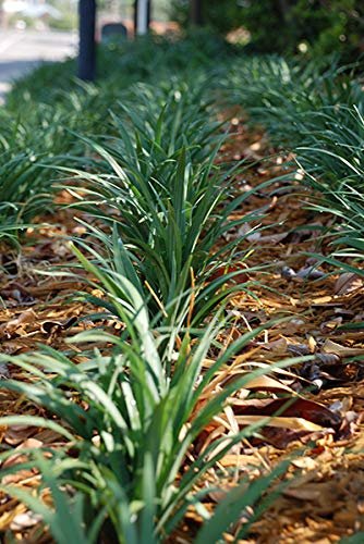 Super Blue Lilyturf - Liriope Muscari - 1 Live 4 Inch Pot - Drought Tolerant Low Maintenance Groundcover Plants