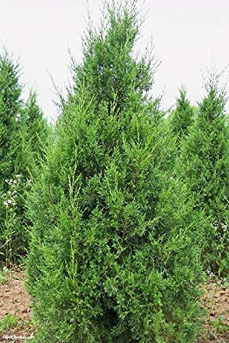 Keteleeri Juniper | Live Gallon Size Tree | Juniperus Chinensis | Drought Tolerant Cold Hardy Evergreen Plant