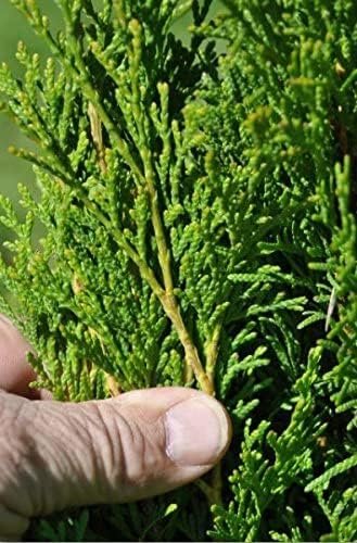 Thuja Arborvitae Blue Cone | Live Trees | Evergreen Privacy Screening Hedge Plants