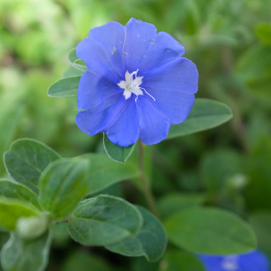 Blue Daze - Live Plants - Evolvulus Glomerata - Low Maintenance Drought Tolerant Blooming Groundcover