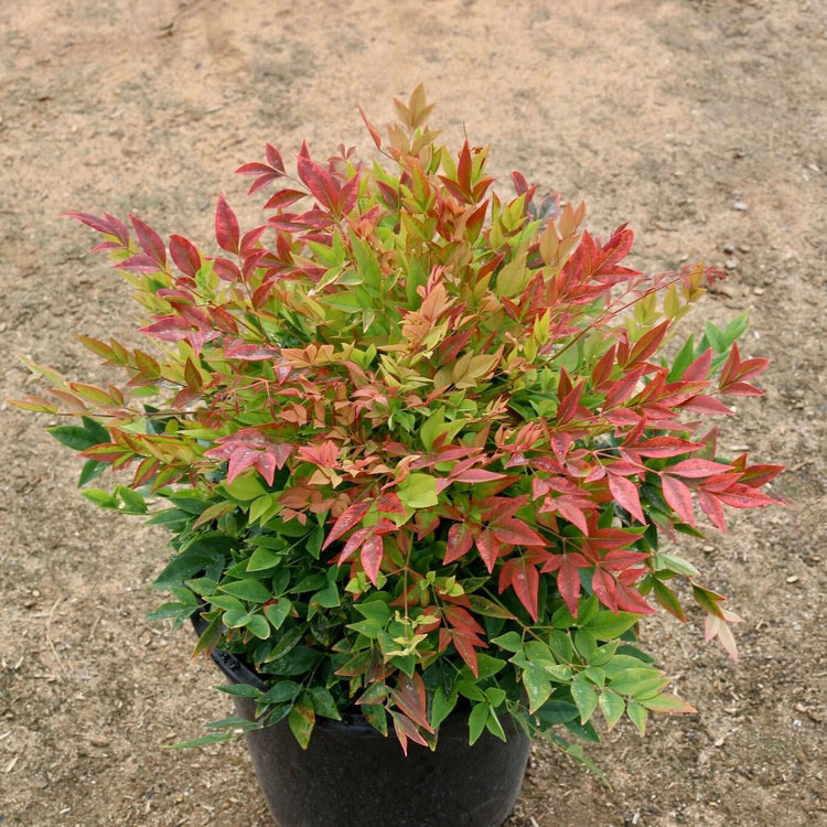 Nandina Gulfstream | Extra Large Gallon Plants | Nandina Domestica 'Gulfstream' | Year-Round Colorful Foliage | Garden Accent