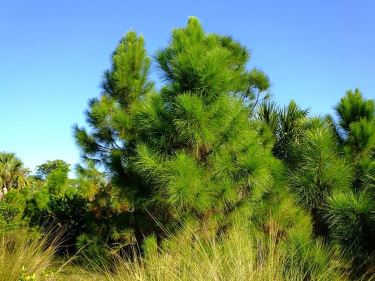 Slash Pine Tree | Live Plants | Pinus Elliottii | Fast Growing Stately Shade Tree