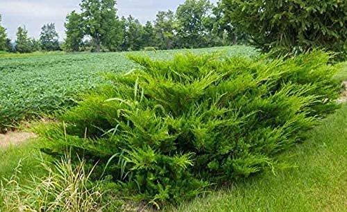 Sea Green Juniper - Live Gallon Size Plants - Juniperus Chinensis - Drought Tolerant Cold Hardy Evergreen Border Screening Shrub