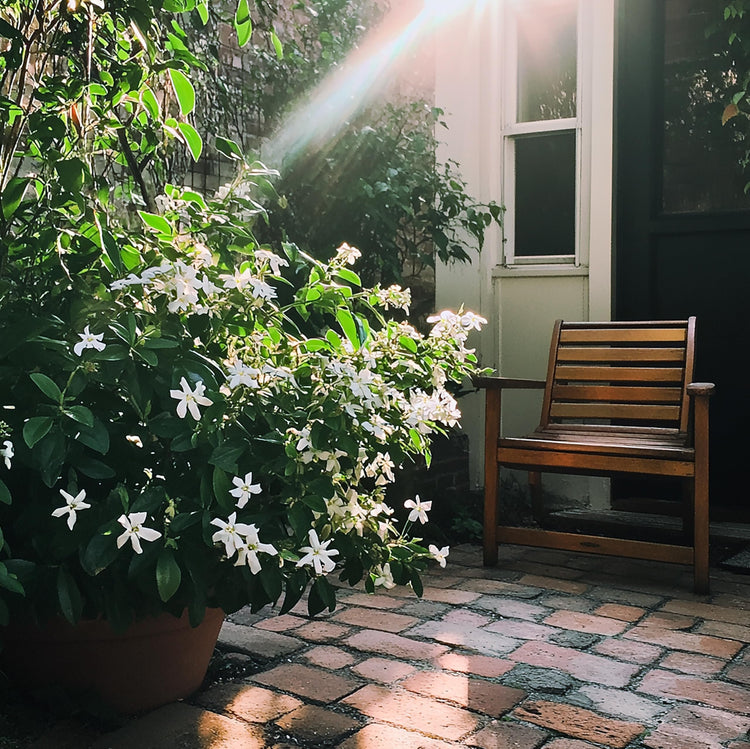 Night Blooming Jasmine - Live Plants - Jessamine Cestrum Nocturnum - Fragrant Blooming Vine