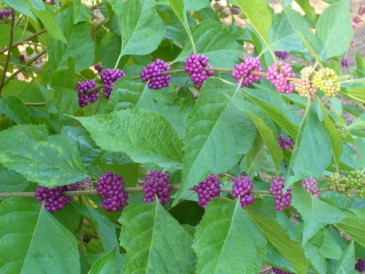 American Beautyberry | Live Plants | Callicarpa Americana | Bird Attracting Beautiful Berries and Foliage