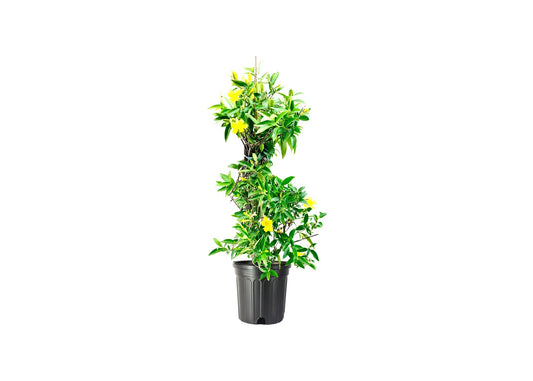 Carolina Jasmine | Large Gallon Size Plants | Gelsemium Sempervirens Jessamine | Blooming Fragrant Vine Foliage