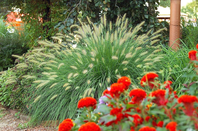 White Fountain Grass | Large Gallon Size Plant | Pennisetum Alopecuroides | Low Maintenance Blooming Ornamental Grass