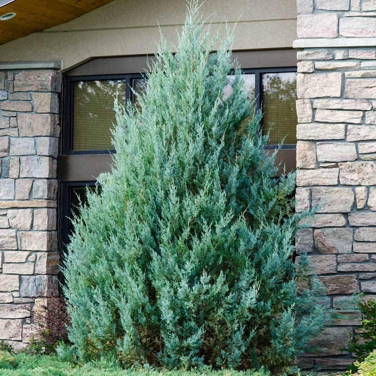 Wichita Blue Juniper | Live Gallon Size Trees | Juniperus Scopulorum | Evergreen Screening Hedging Plant