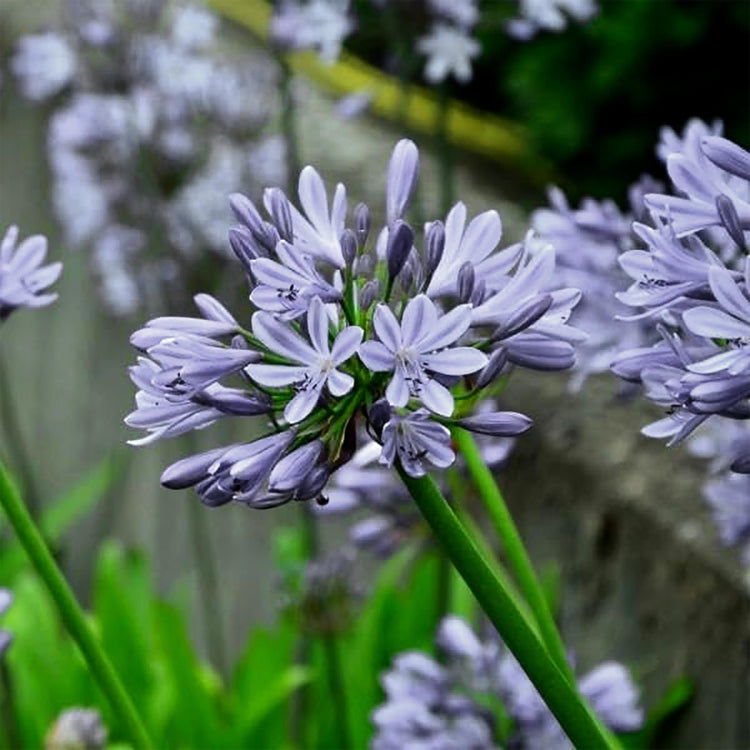 Agapanthus Africanus White | Extra Large 3 Gallon Plants | Vibrant & Hardy Perennial, Lush, Ornamental Plant with Brilliant White Blooms, Ideal for Borders, Containers & Landscape Accents