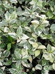 Jasmine Asiatic Variegated Plants | Live 4 Inch Pots | Trachelospermum Asiaticum 'Variegata' | Fragrant Ground Cover | Evergreen Vine