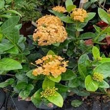 Ixora Yellow | Extra Large 3 Gallon Plants | Ixora chinensis | Bright Garden Highlight | Sun-Loving Tropical Shrub