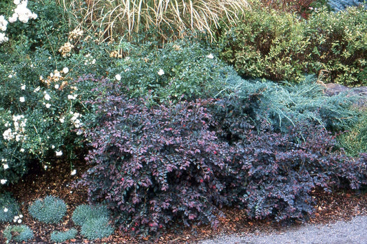 Loropetalum Plum Delight | Extra Large Gallon Plants | Loropetalum Chinense VAR. Rubrum | Lush Landscaping | Garden Accent