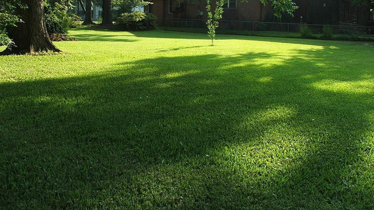 St. Augustine 'Seville' Sod - Live Plugs - Drought, Salt & Shade Tolerant Turf Grass