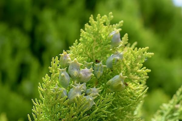 Blue Cone Arborvitae | Extra Large Gallon Plants | Elegant & Hardy Evergreen Shrub, Striking Blue Foliage, Ideal for Privacy Screens, Hedges, and Landscape Accents